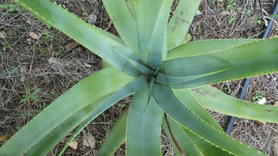 Aloe_spicata2.jpg