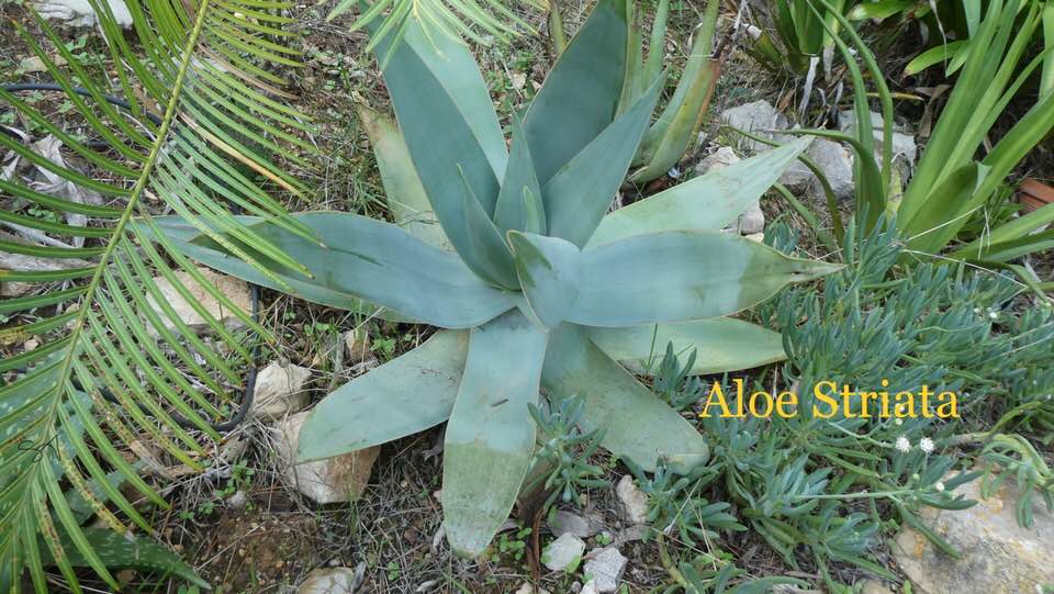 Aloe_Striata.jpg