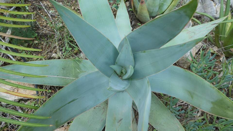 Aloe_Striata_.jpg