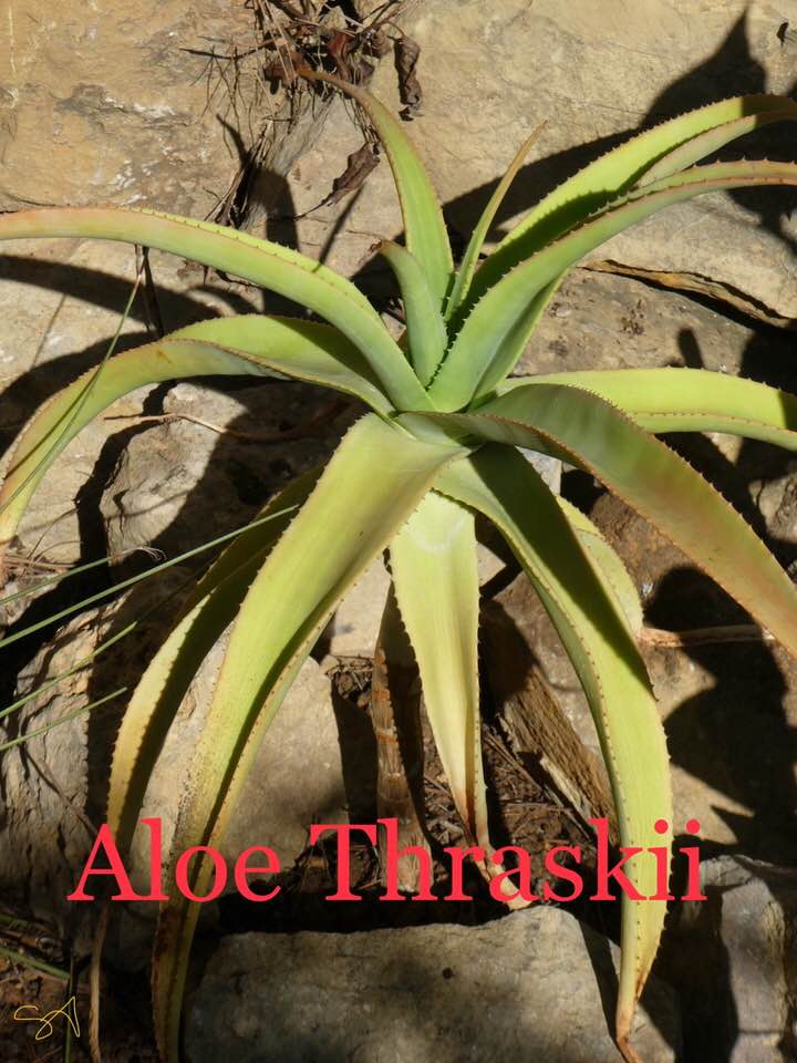 Aloe_Thraskii.jpg