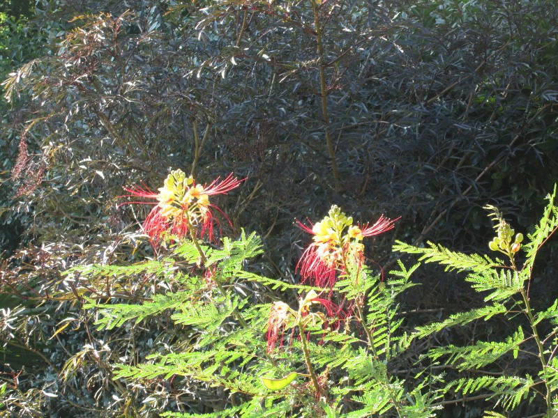 jardin été 2018 081 (800x600).jpg