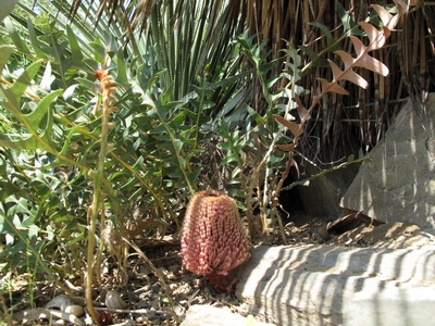 Banksia blechnifolia, très comprimée.jpg