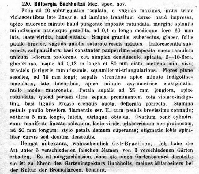 1919 - Mez - Billbergia buchholtzii_650.jpg