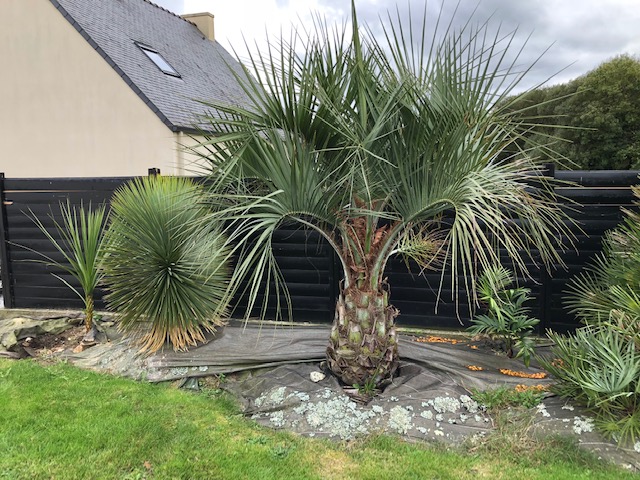 Butia capitata et yucca Rostrata qui poussent vite