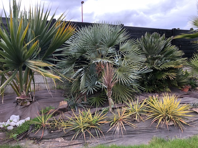 Parterre de yucca filamentosa colorguard, chamaerops cerifera et vulcano