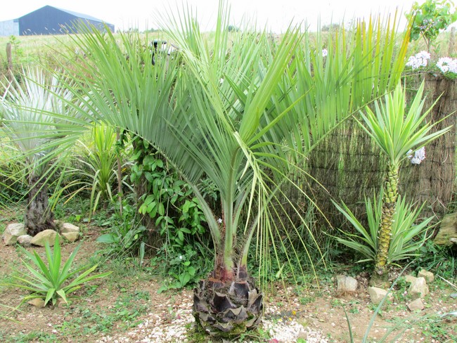 butia (Copier).JPG