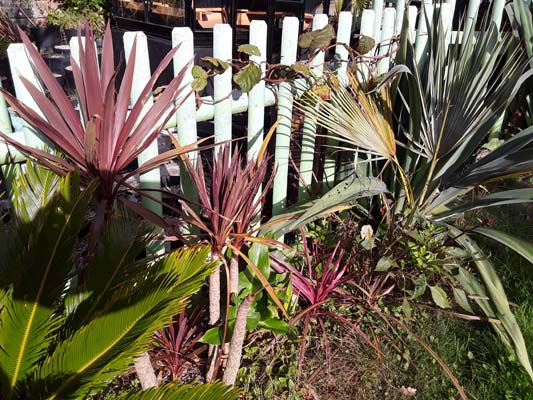 les cordyline red star chez moi, lente, capricieuse et encore lente