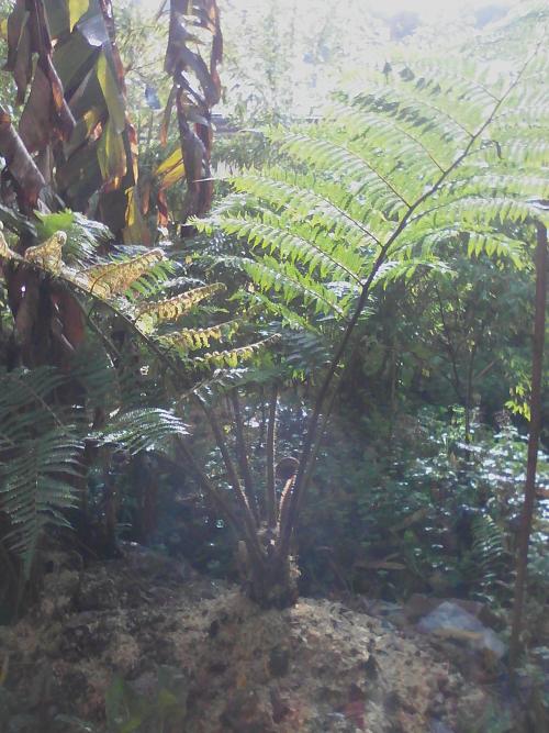 Cyathea brentwood