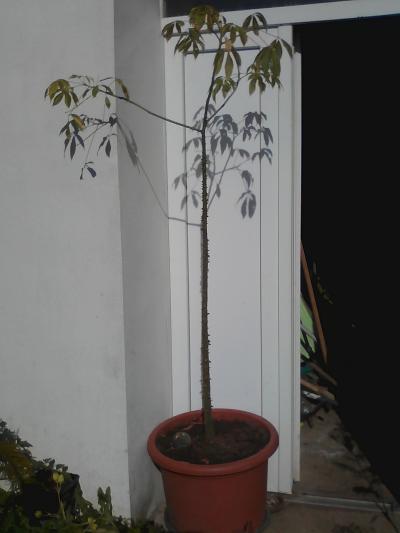 Dernier pot pour mon baby palo ( 2ans issu de semi d' Argentina  ^^)  plantation au printemps 2019 ( ça place est prête )