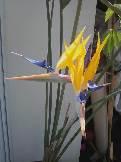 Strelitzia mandela gold ( double fleurs )