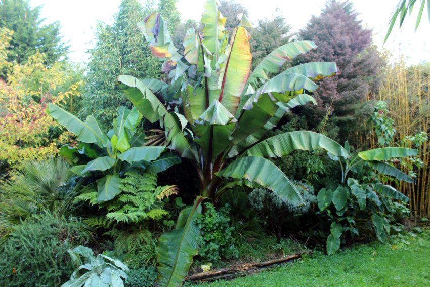 musa dajiao,ensete , musa yunanensis,iochroma coccinéa, cyathéa sp+tomentisissima ,colocasia pink china,xanthoxylum simulans,C.humilis ,passiflora sp ile d'anapia