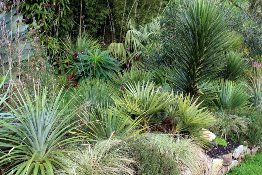 puya yakespala , echium pininana , yucca fillifera et rostrata, butia paraguayensis , trithrinax campestris