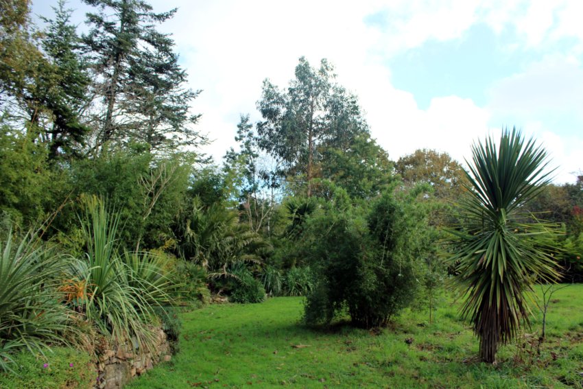 nolina longifolia , puya chilensis , chusquea macrostachya , phoénix canariensis ,eucalyptus globulus