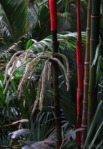 Malgré le mauvais temps l'inflorescence du Cyrtostachys renda resplendit de ses dizaines de fleurs!.jpg