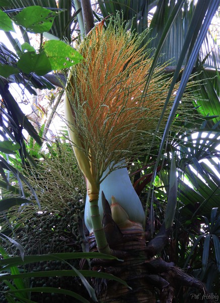 L'inflorescence  d'un Hyophorbe lagenicaulis pour lutter contre la grisaille ambiante!..jpg