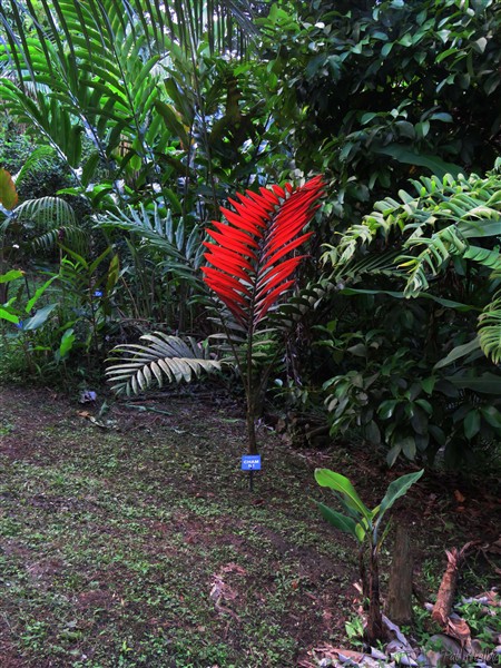 Encore un heureux de cette saison pluvieuse,qui brille de toute sa flamme, le Chambeyronia macrocarpa hookerii..jpg