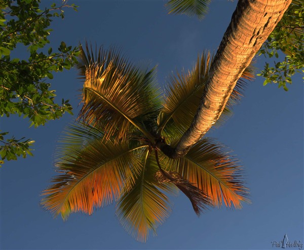 Ce soir,profitant d'un temps clément,petit repos sous un cocotier à l'Anse des Salines après un bain..jpg