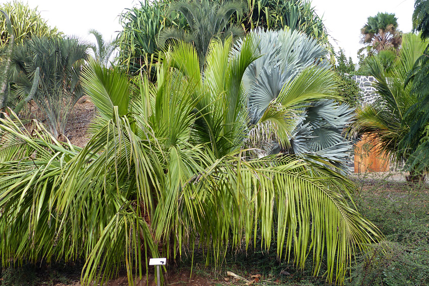 Becariophoenix-madagascariensis.jpg