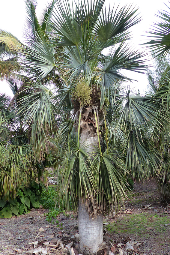 Coccothrinax-spissa.jpg