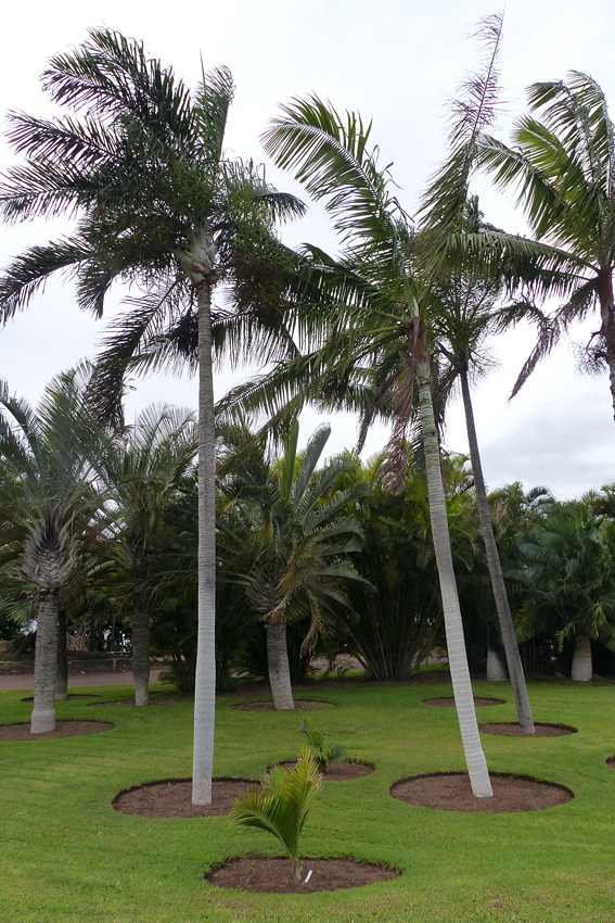 Dypsis-madagascariensis.jpg