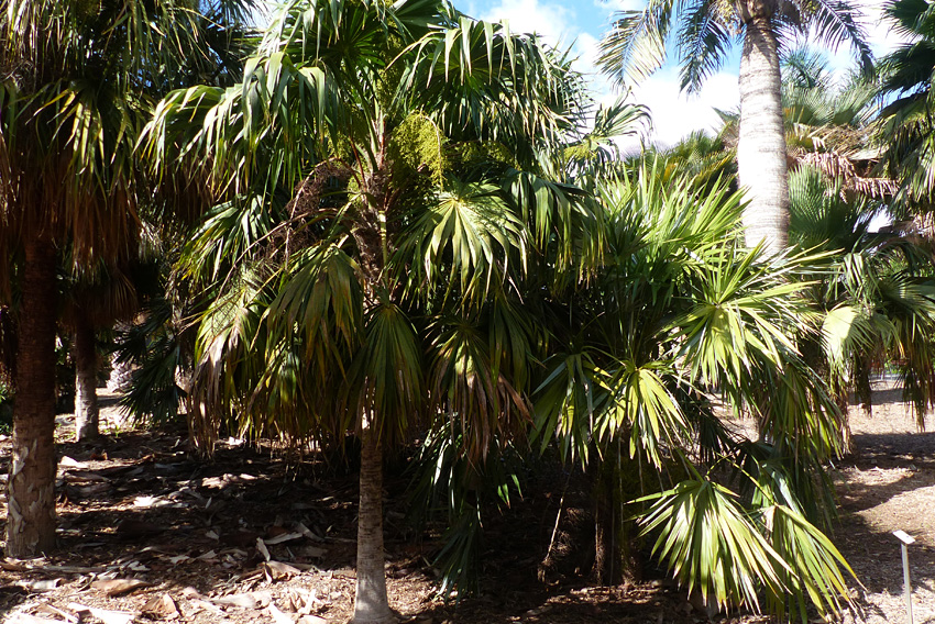 Leucothrinax-morisii.jpg