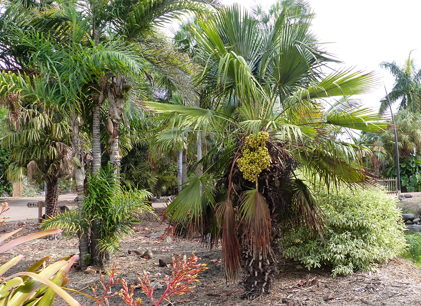 Trithrinax-brasiliensis.jpg