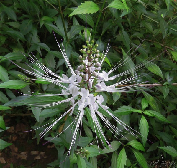 Babine chat le nom créole de cette plante du jardin..jpg