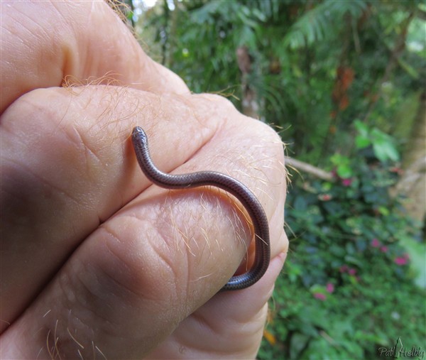 intéressant pour le jardinier vu qu'il se nourrit de larves et de termites!.jpg