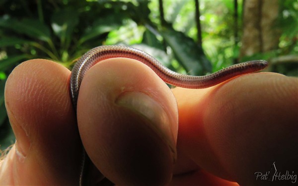 5 mm de moins que le Leptotyphlops carlae serpent de Barbade qui lui a ravi sa place de plus petit serpent du monde!.jpg