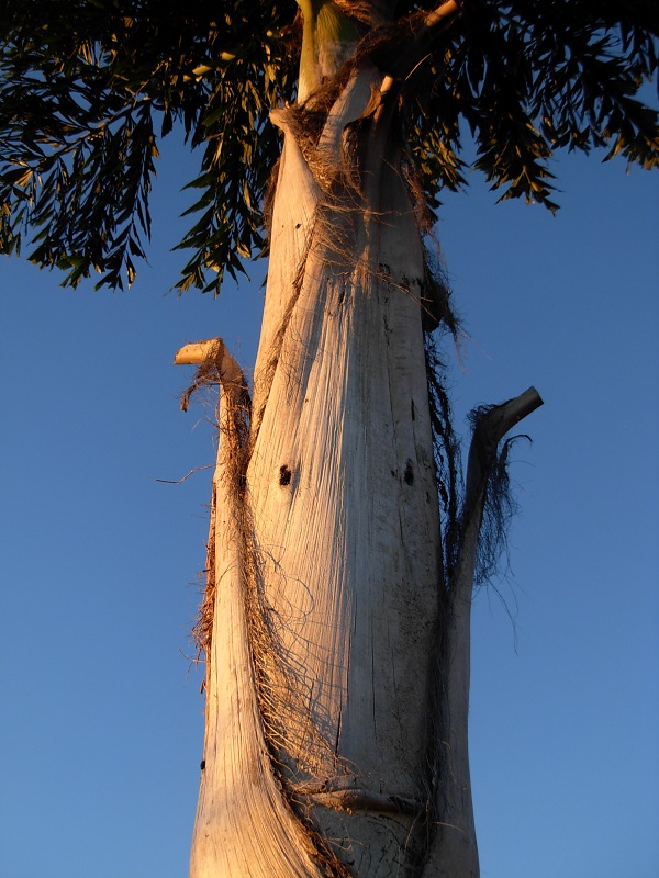 Le caryota est la cible du charançon, des trous dans le stipe témoignent de sa voracité. Je traite en endothérapie car la pulvérisation n'est plus possible du fait de sa hauteur!