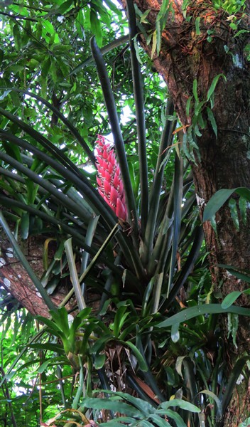 Une fleur géante de Bromeliacées provenant de la forêt guyanaise sur un de mes vieux manguiers..jpg