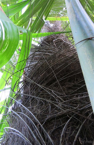 stipe robuste couvert de fibres noires.jpg