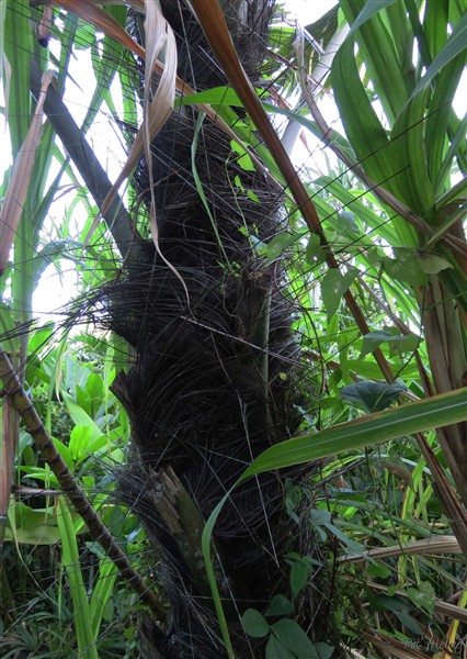 le stipe robuste couvert de fibres noires comme le Trachycarpus fortunei,mais à beaucoup plus grande échelle!.jpg