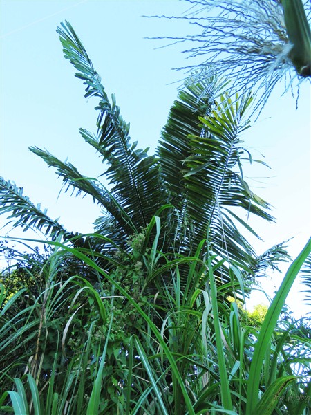 L'Arenga pinata planté en avril 2012 et  qui avait été couché en 2016 par la tempête Mattew, s'est redressé et devient un géant.jpg