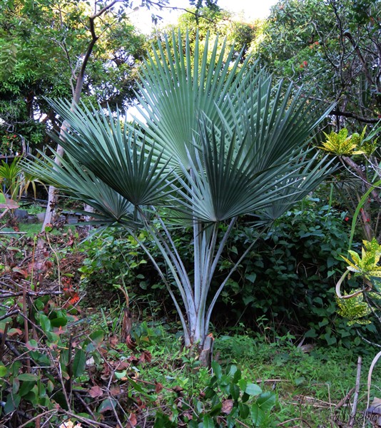 Le Copernicia hospita de Cuba, planté en mai 2012 est un palmier très ornemental  mais il a une pousse très lente!.jpg