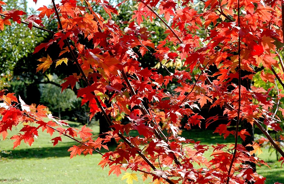 Acer-autumblaze.JPG