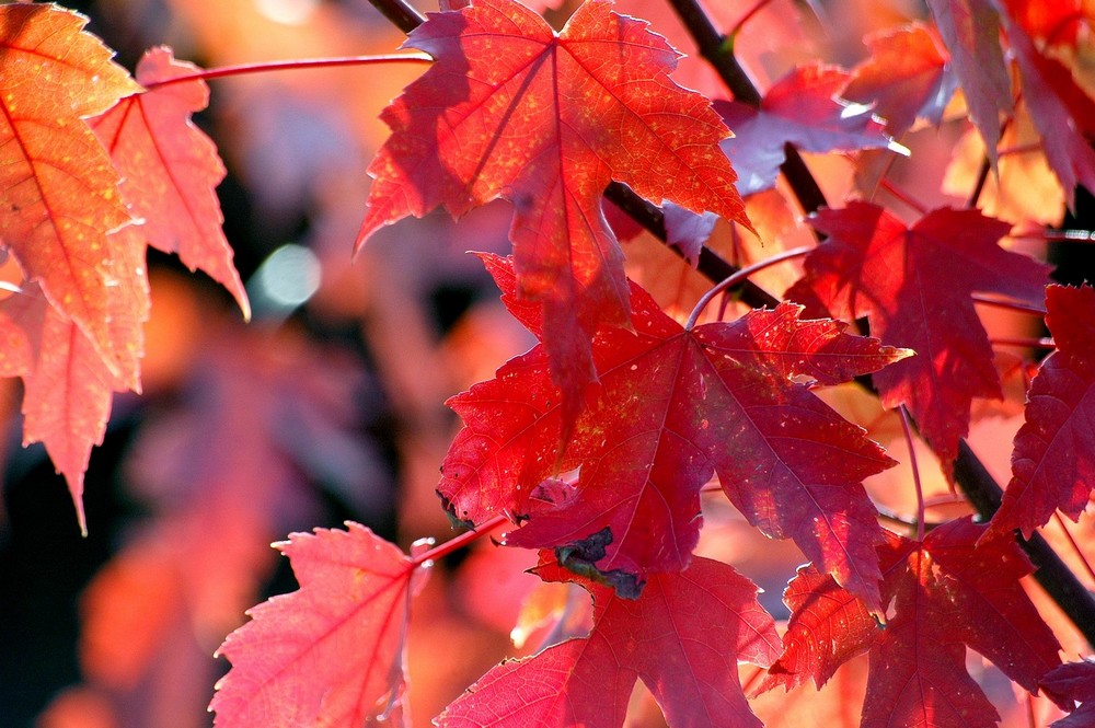 Acer-autumblaze2.JPG