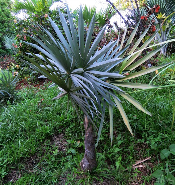 Magnifiques palmes du Coccothrinax argentea planté en décembre 2013..jpg