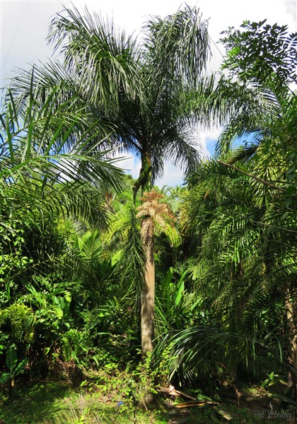 Voila le palmier royal en question en milieu de journée en pleine lumière..jpg