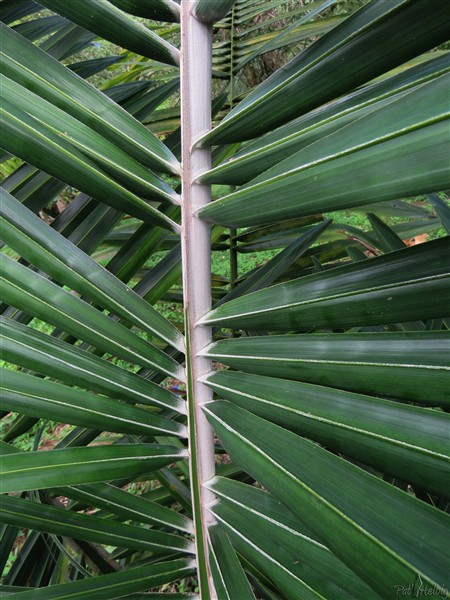Le palmier Buri avec des folioles regroupées inhabituelles!.jpg