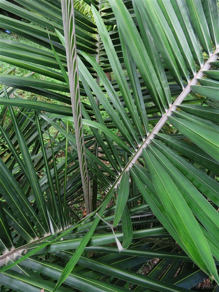 Au coeur de l'Allagoptera caudescens,palmier Buri à la croissance lente planté en mai 2013, endémique du Brésil région  de Bahia,superbe pour ses feuilles pennées très originales au revers argenté..jpg