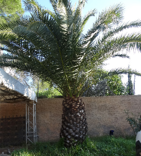 photo du palmier