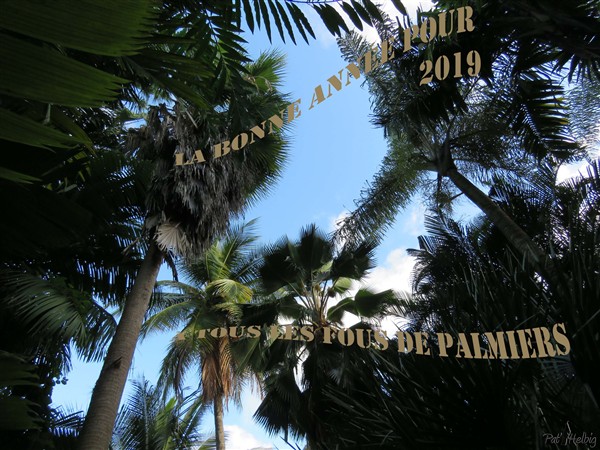 La bonne année 2019 depuis la palmeraie inconnue, à tous les fous de palmiers.jpg