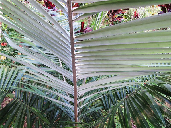 Le dessous des folioles du palmier de Buri..jpg