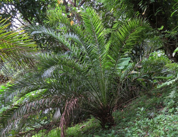 Un Phoenix canariensis tropicalisé planté en juin 2010 et provenant d'une graine récoltée en Calabre par une amie..jpg