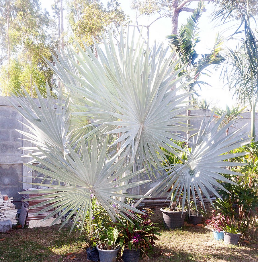 Bismarckia nobilis argenté.