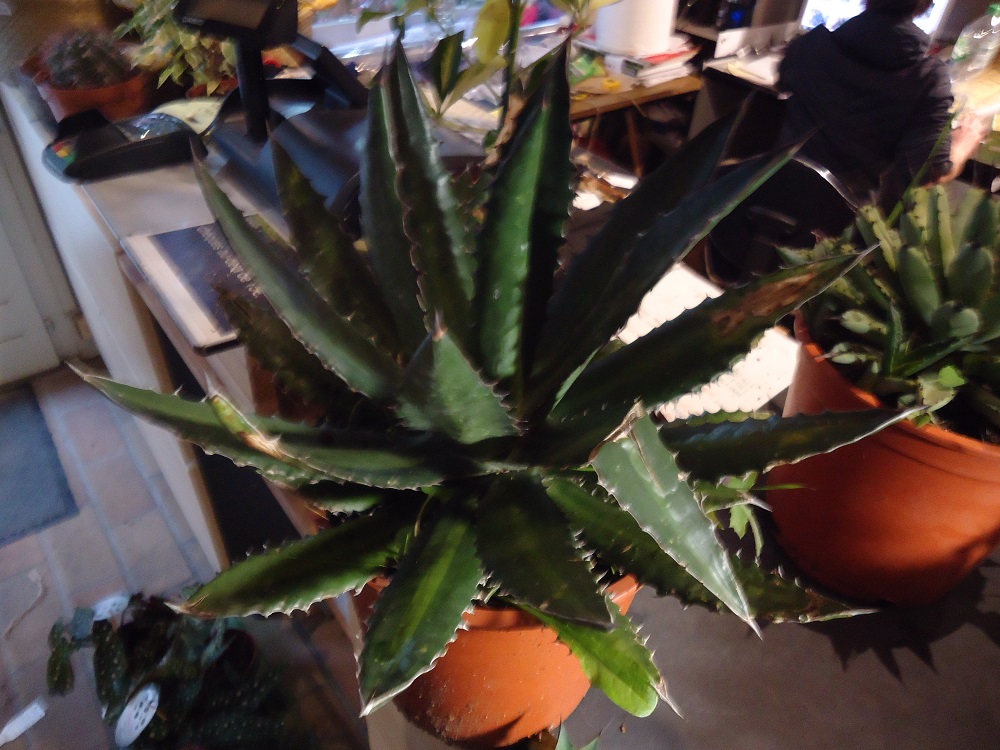 Agave, ça au moins je suis sûr!