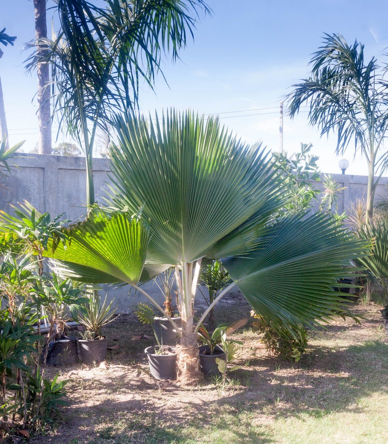 Pritchardia pacifica