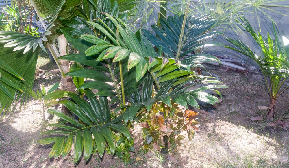 Chambeyronia macrocarpa