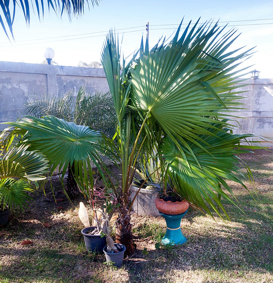 Saribus rotundifolius